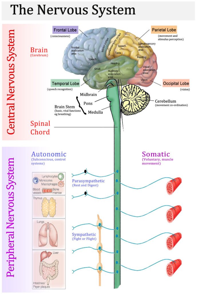 CNS and PNS diagram